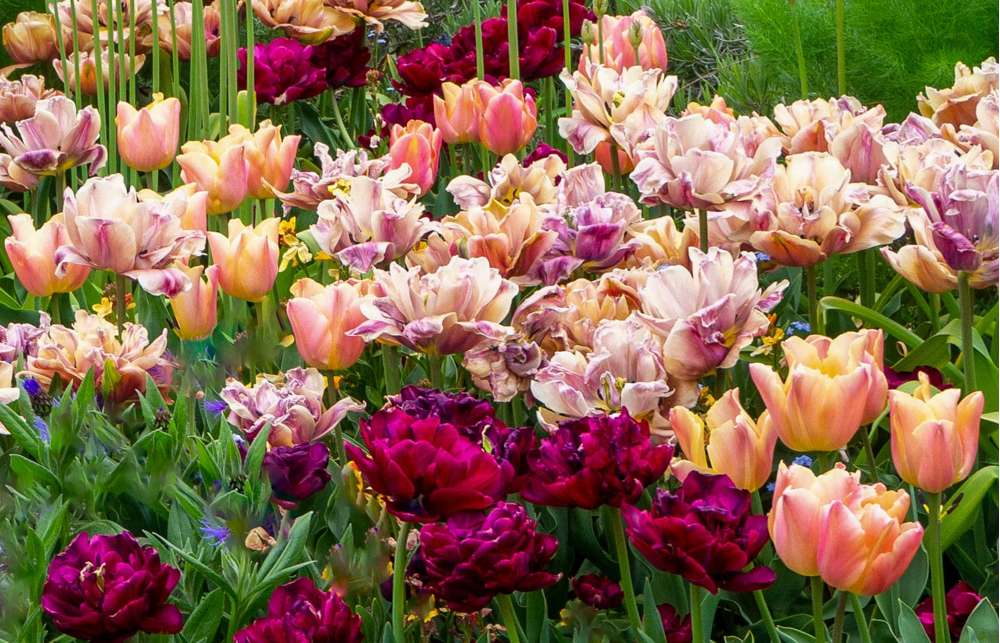 'Katja' tulpanblandning